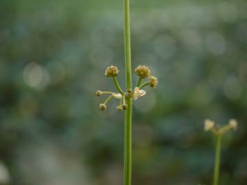 Fotografia da espécie Limnophyton obtusifolium