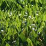 Fotografia 6 da espécie Sagittaria cuneata do Jardim Botânico UTAD