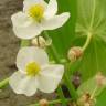 Fotografia 7 da espécie Sagittaria cuneata do Jardim Botânico UTAD