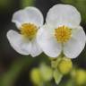 Fotografia 10 da espécie Sagittaria cuneata do Jardim Botânico UTAD