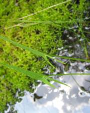 Fotografia da espécie Sagittaria engelmanniana