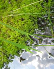 Sagittaria engelmanniana