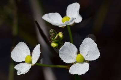 Fotografia da espécie Sagittaria engelmanniana