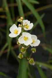 Fotografia da espécie Sagittaria engelmanniana