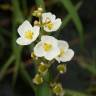 Fotografia 3 da espécie Sagittaria engelmanniana do Jardim Botânico UTAD