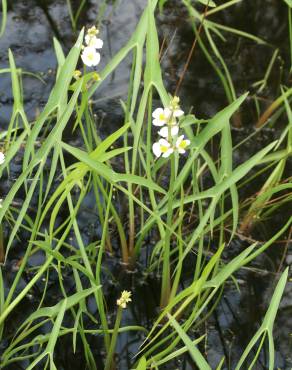 Fotografia 4 da espécie Sagittaria engelmanniana no Jardim Botânico UTAD