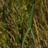 Fotografia 5 da espécie Sagittaria engelmanniana do Jardim Botânico UTAD