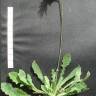 Fotografia 9 da espécie Reichardia picroides do Jardim Botânico UTAD