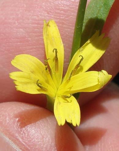 Fotografia de capa Rhagadiolus stellatus - do Jardim Botânico