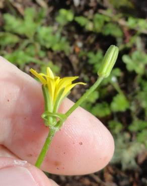 Fotografia 5 da espécie Rhagadiolus stellatus no Jardim Botânico UTAD