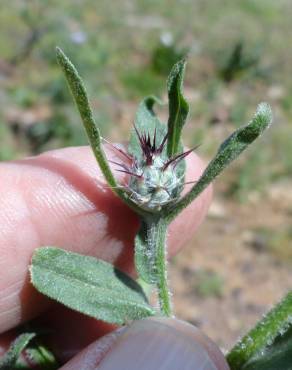 Fotografia 19 da espécie Centaurea melitensis no Jardim Botânico UTAD