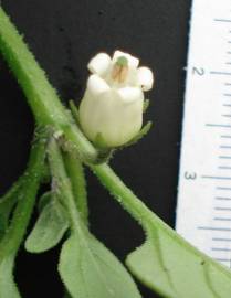 Fotografia da espécie Salpichroa origanifolia