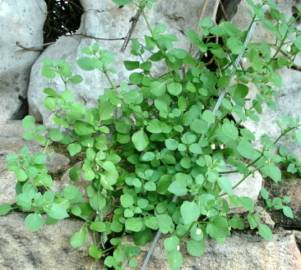 Fotografia da espécie Salpichroa origanifolia