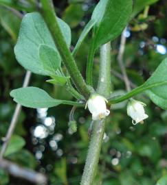 Fotografia da espécie Salpichroa origanifolia