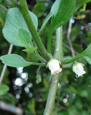 Fotografia 15 da espécie Salpichroa origanifolia no Jardim Botânico UTAD