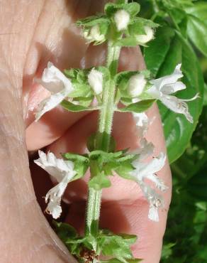 Fotografia 8 da espécie Ocimum basilicum no Jardim Botânico UTAD