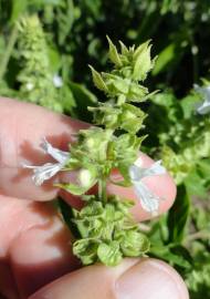 Fotografia da espécie Ocimum basilicum
