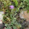 Fotografia 7 da espécie Centaurea sphaerocephala subesp. lusitanica do Jardim Botânico UTAD