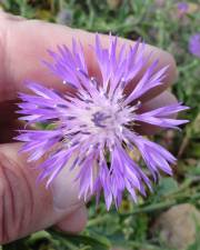 Fotografia da espécie Centaurea sphaerocephala