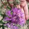 Fotografia 9 da espécie Centaurea polyacantha do Jardim Botânico UTAD