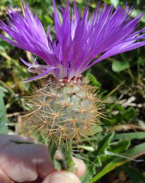 Fotografia 10 da espécie Centaurea polyacantha no Jardim Botânico UTAD