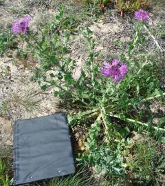 Fotografia da espécie Centaurea polyacantha