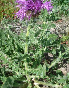 Fotografia 12 da espécie Centaurea polyacantha no Jardim Botânico UTAD