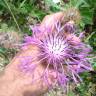 Fotografia 13 da espécie Centaurea polyacantha do Jardim Botânico UTAD