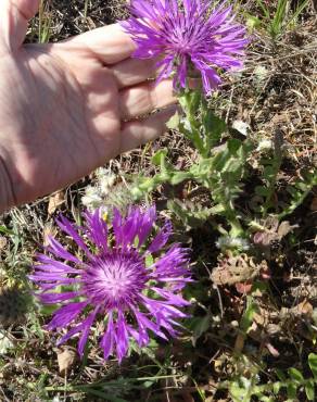 Fotografia 14 da espécie Centaurea polyacantha no Jardim Botânico UTAD