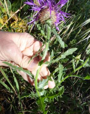 Fotografia 15 da espécie Centaurea polyacantha no Jardim Botânico UTAD