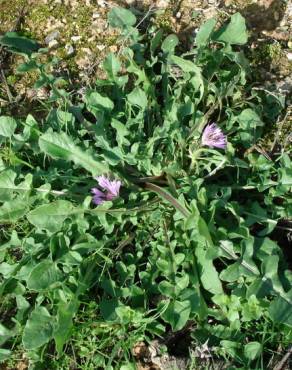 Fotografia 18 da espécie Centaurea pullata no Jardim Botânico UTAD