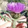 Fotografia 19 da espécie Centaurea pullata do Jardim Botânico UTAD