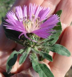 Fotografia da espécie Centaurea pullata