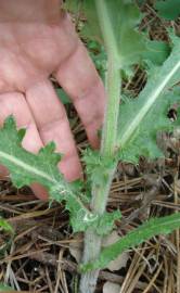 Fotografia da espécie Cirsium filipendulum