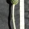 Fotografia 24 da espécie Cirsium filipendulum do Jardim Botânico UTAD