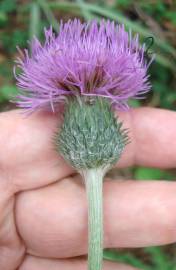 Fotografia da espécie Cirsium filipendulum