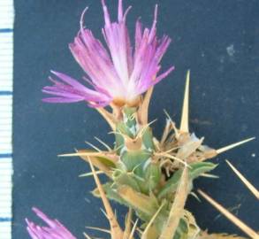 Fotografia da espécie Centaurea calcitrapa