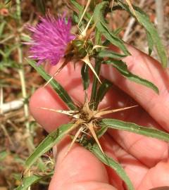 Fotografia da espécie Centaurea calcitrapa