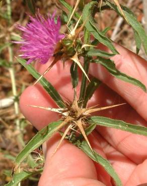 Fotografia 15 da espécie Centaurea calcitrapa no Jardim Botânico UTAD