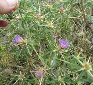 Fotografia da espécie Centaurea calcitrapa