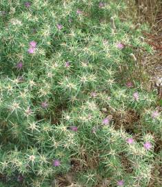 Fotografia da espécie Centaurea calcitrapa