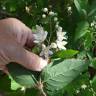 Fotografia 12 da espécie Deutzia gracilis do Jardim Botânico UTAD