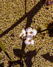 Fotografia da espécie Sagittaria trifolia