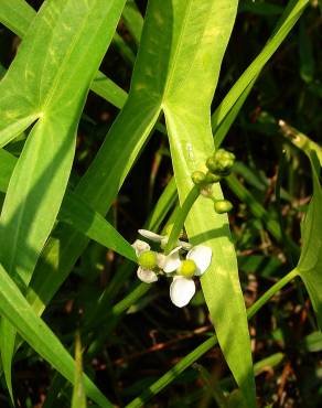 Fotografia 4 da espécie Sagittaria trifolia no Jardim Botânico UTAD