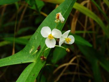 Fotografia da espécie Sagittaria trifolia