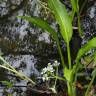 Fotografia 1 da espécie Sagittaria platyphylla do Jardim Botânico UTAD