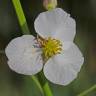 Fotografia 4 da espécie Sagittaria longiloba do Jardim Botânico UTAD