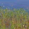 Fotografia 5 da espécie Sagittaria longiloba do Jardim Botânico UTAD