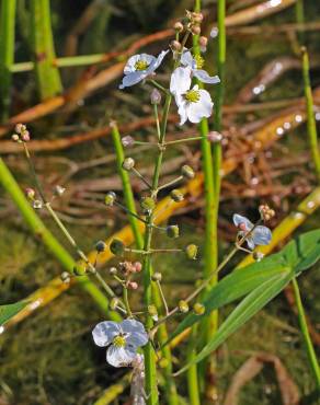 Fotografia 6 da espécie Sagittaria longiloba no Jardim Botânico UTAD