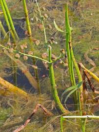 Fotografia da espécie Sagittaria longiloba